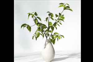 C4D模型  花瓶 床头植物 新鲜的植物【模型】