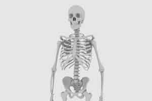 C4D模型 高精度人体骨架骷髅【模型】【高级群】