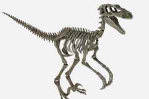 C4D模型 恐龙骨骼 恐龙 骨骼 带骨骼绑定【模型】