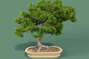 柏树盆景 植物模型 C4D模型 Cypress Bonsai 【模型】