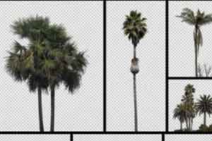 60张 抠图椰子树贴图 透明树木素材 透明树木2K 7K【照片素材】