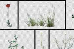 70张 杂草和花朵 绿叶植物 灌木植物 杂草贴图 2k 4k【照片素材】
