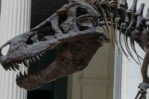 230张 恐龙 化石 1.5k- 5k参考素材 骨骼素材【照片素材】