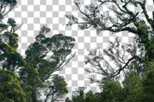 80张 通道树木 2k-7k贴图 三维贴图 树木贴图【照片素材】
