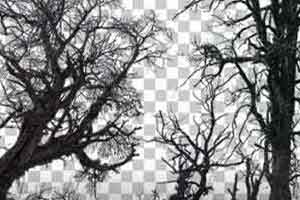 60张 枯木 死去的树木 树木透明2k 6k 8k【照片素材】
