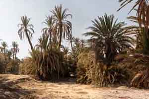 110张 4K 12K 沙漠棕榈树林【Photobash - Desert Palm Grove】【照片素材】