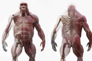 大猩猩的包含肌肉骨骼的完整模型【3D Scan Store - Gorilla Ecorche】