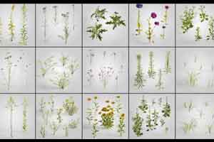 15个小草植物模型【Evermotion - Archmodels Vol. 235】