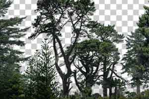 64个8K松树图片素材 树木【】