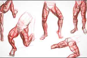 人体腿部绘画解剖【Proko Anatomy Course - Legs】