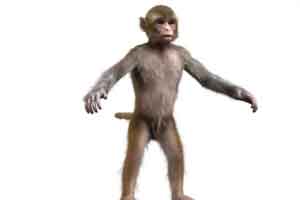 小猩猩 猴子模型 maya模型【Monkey Model】
