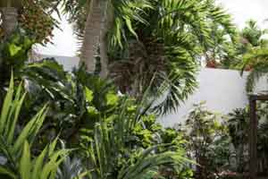 24个热带植物模型 椰子树 热带花园模型【Maxtree - Plant Models Vol. 80】
