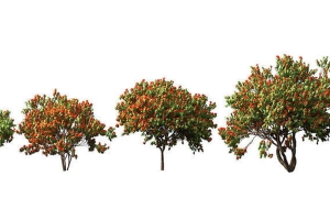 树木模型【Globe Plants - Saraca Asoca】