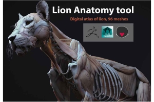 狮子肌肉模型【Cubebrush - Lion Anatomy】