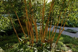 竹子模型