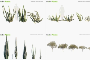 仙人掌类植物模型【GBPLB0042_Bundle42_Mexican+Plants+02_MESH】