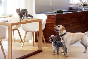 500个猫猫狗狗各种动物透明素材【VizPeople Pets v1】