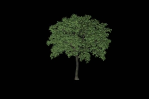 榆树植物模型