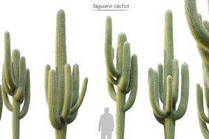 仙人掌2【Saguaro cactus 2 3D model】【免费】