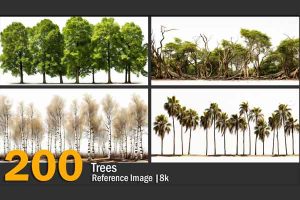 200个8K树木参考文件【Trees | Reference Images | 8k 】