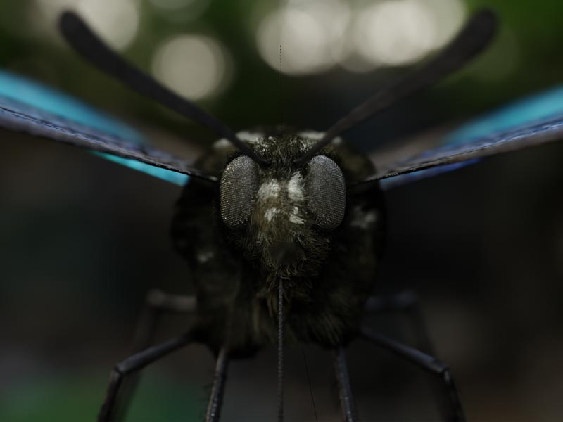 写实蓝色蝴蝶模型